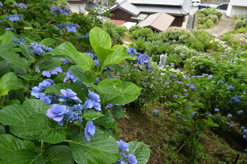 弥勒寺のあじさい