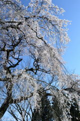 山添村