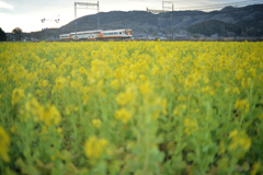 菜の花