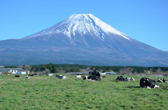 富士山麓牛が鳴く