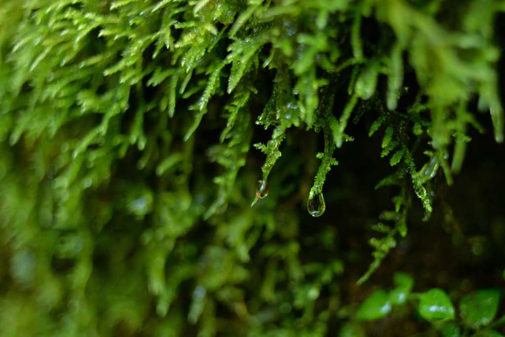 苔の生すとき