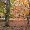 東福寺の紅葉