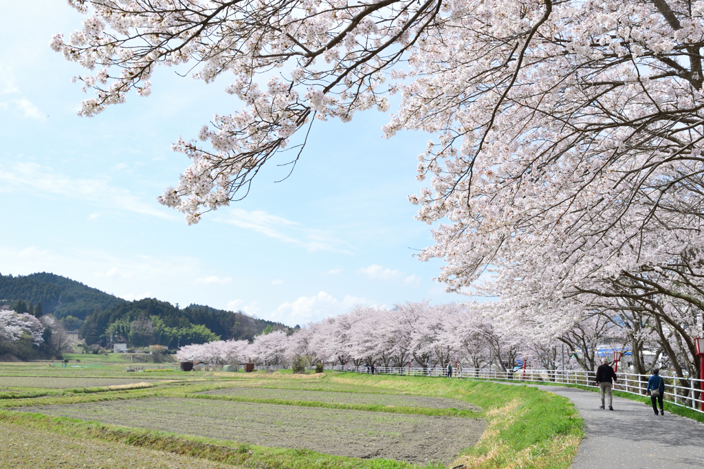 桜並木