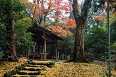 積田神社　紅葉