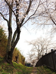 桜2025