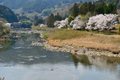 桜2025