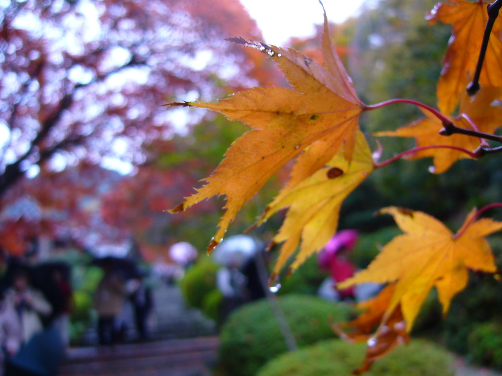 雨の日を楽しむ