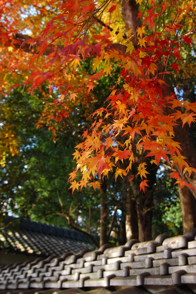 積田神社紅葉