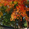 積田神社紅葉