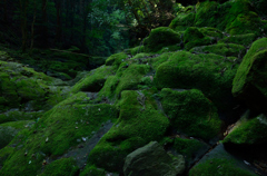 苔むす