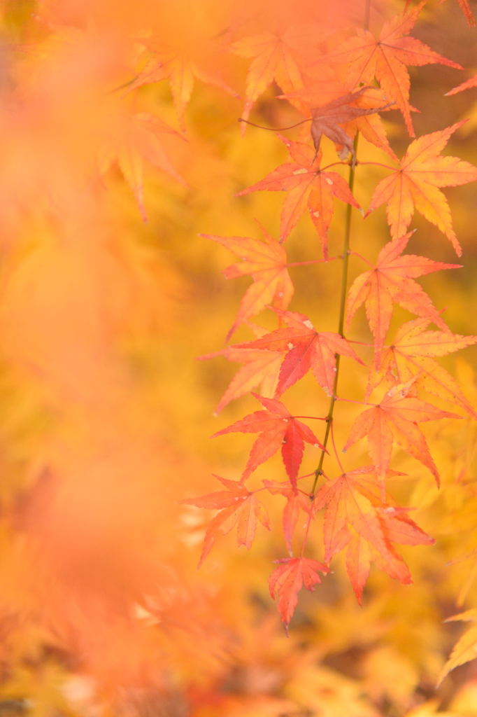 積田神社　紅葉