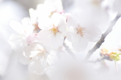 桜2025
