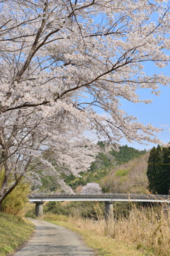 桜2025