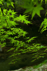 赤目四十八滝　08