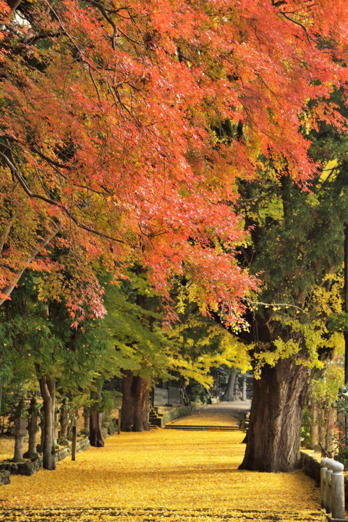 積田神社紅葉