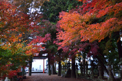 積田神社　紅葉