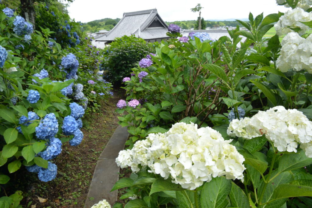 弥勒寺のあじさい