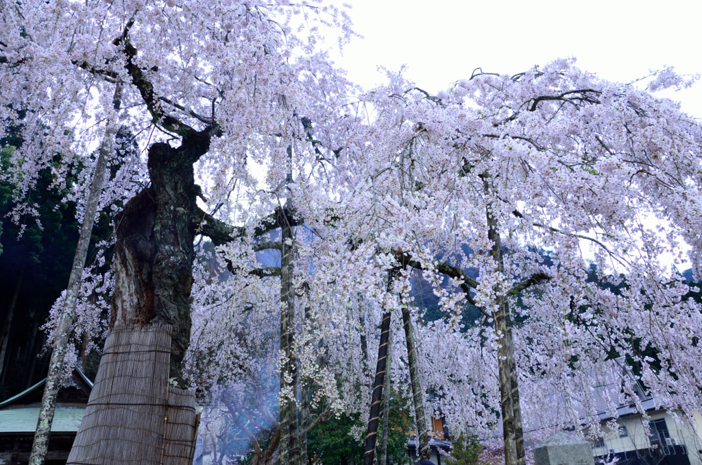 延寿院の桜