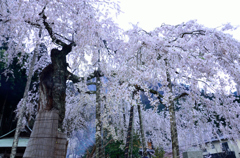延寿院の桜