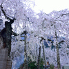 延寿院の桜