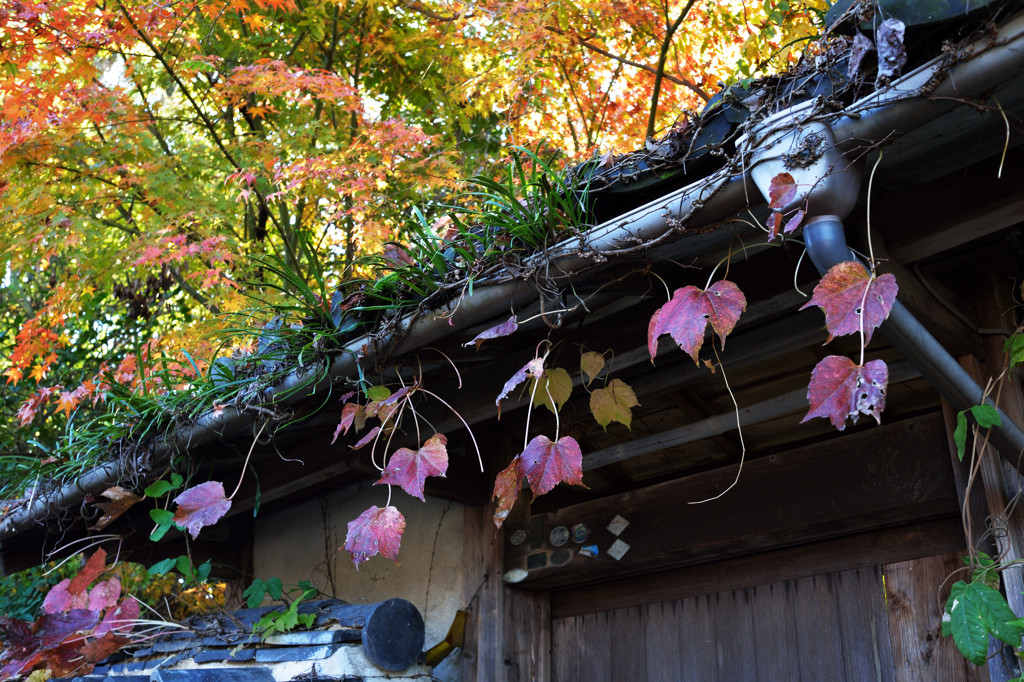 紅葉写真