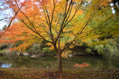 川辺の紅葉