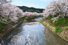榛原の桜並木