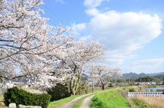 桜の季節