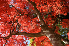 長瀬国津神社