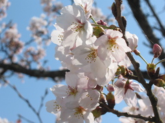 桜