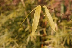 斜陽
