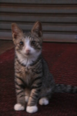 子猫