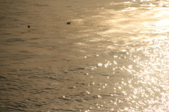 夕方