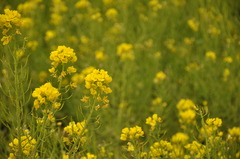 菜の花畑