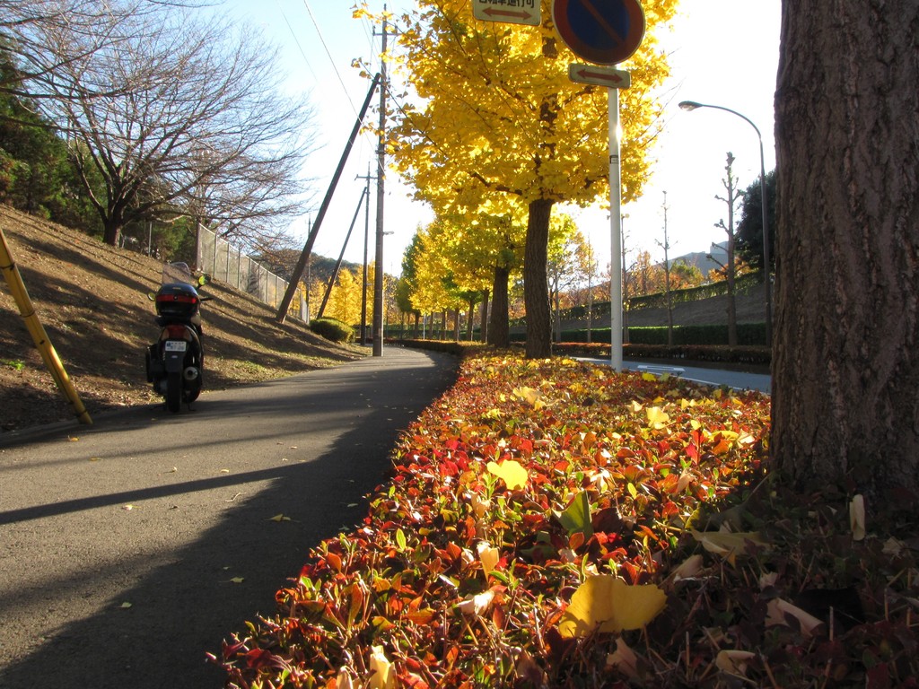 銀杏坂黄葉