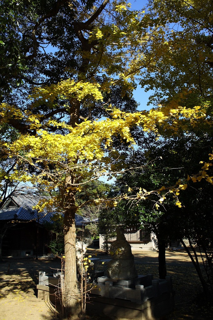 日傘