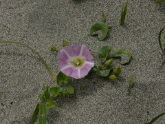砂浜の花