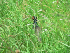 鳴かずば
