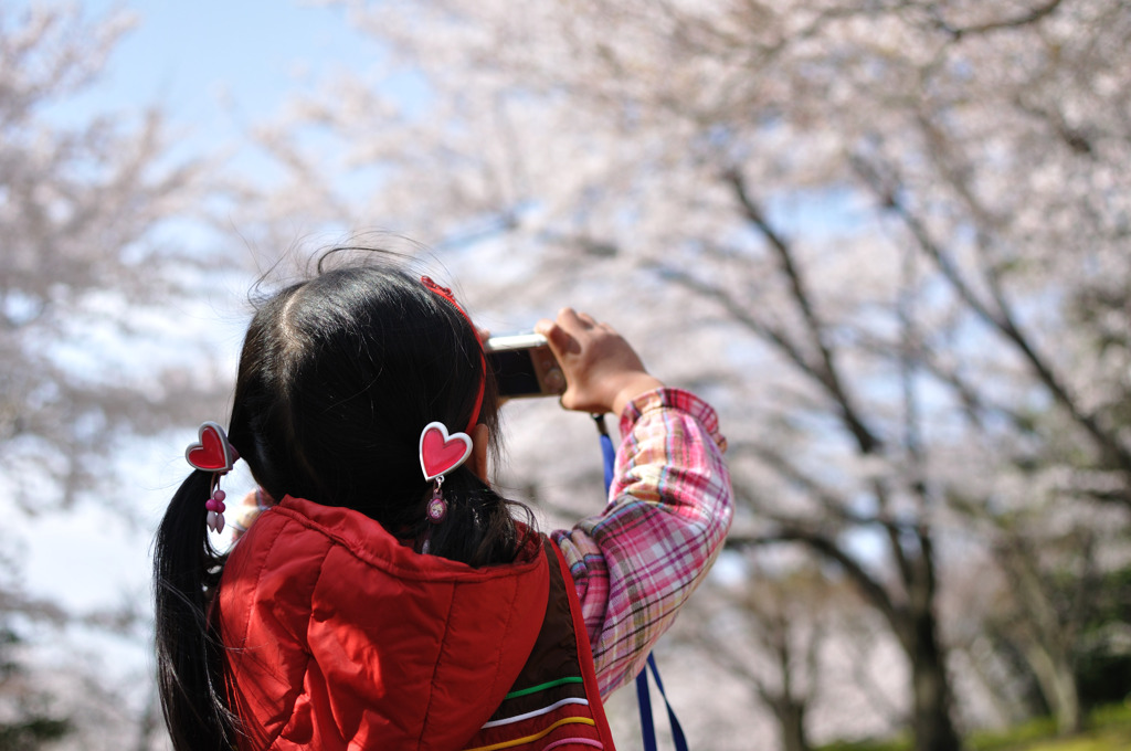 娘、桜撮る。