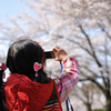 娘、桜撮る。