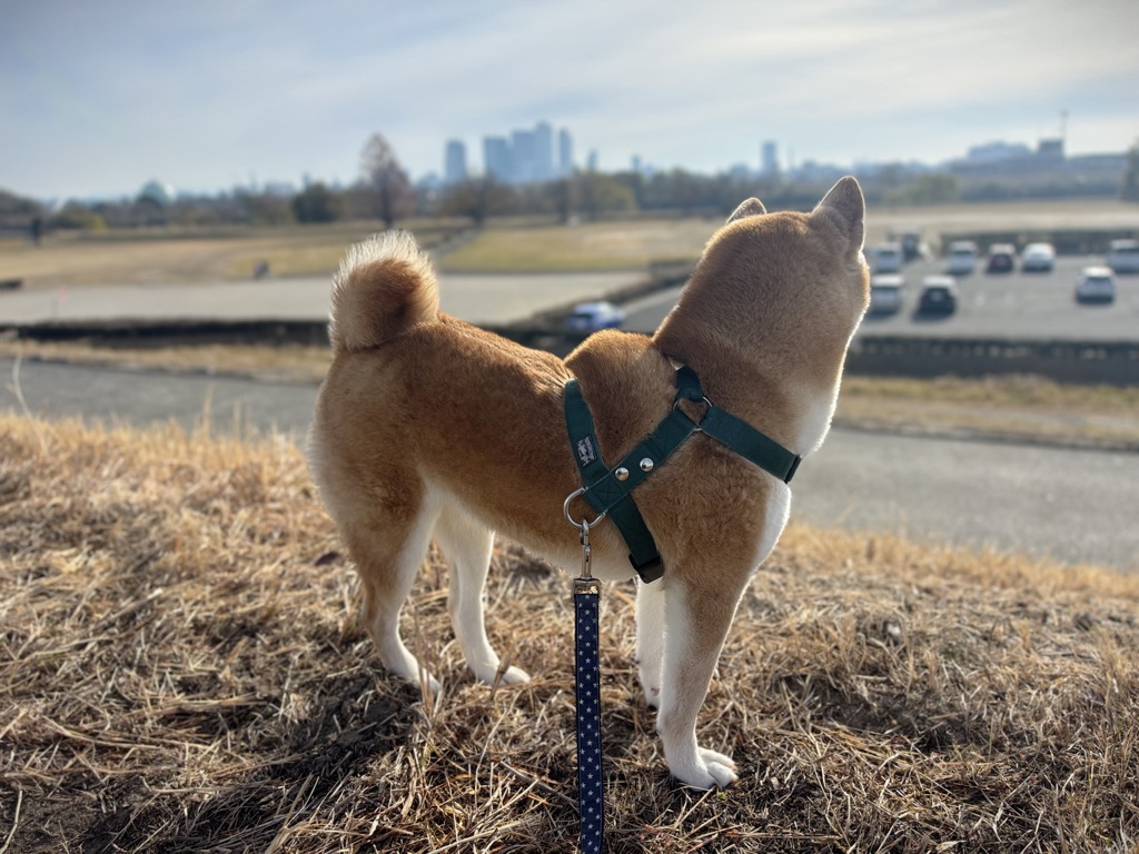 年末の柴犬