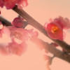 梅色