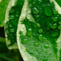 雨と葉