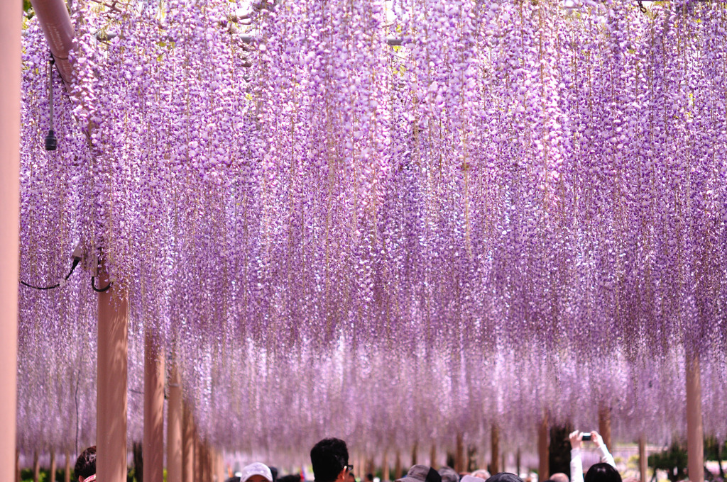 紫の雨