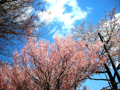 桜（娘作）