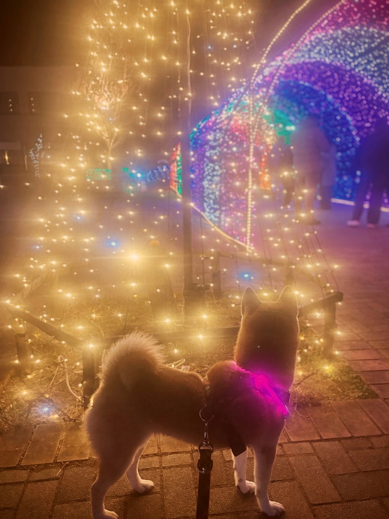 いぬみねーしょん