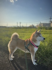 散歩日和 散歩日和