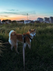 夕暮れの散歩