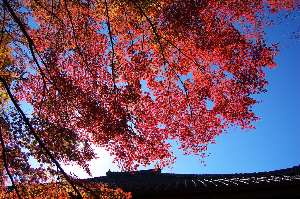 もみじ寺