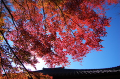 もみじ寺